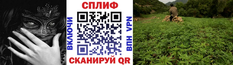 Канабис MAZAR  Саки 